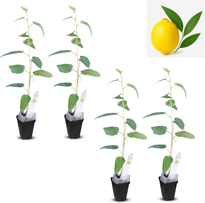 eucal-lemon