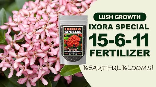Ixora Special