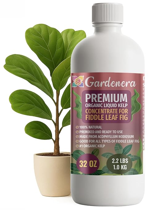 FIDDLE LEAF FIG