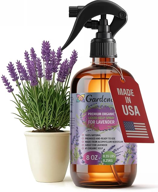 LAVENDER