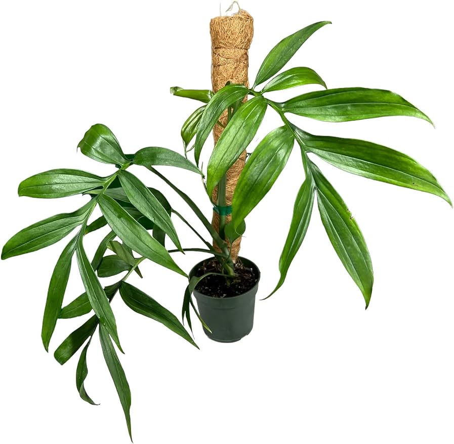 Monstera Subpinnata Soil Mix