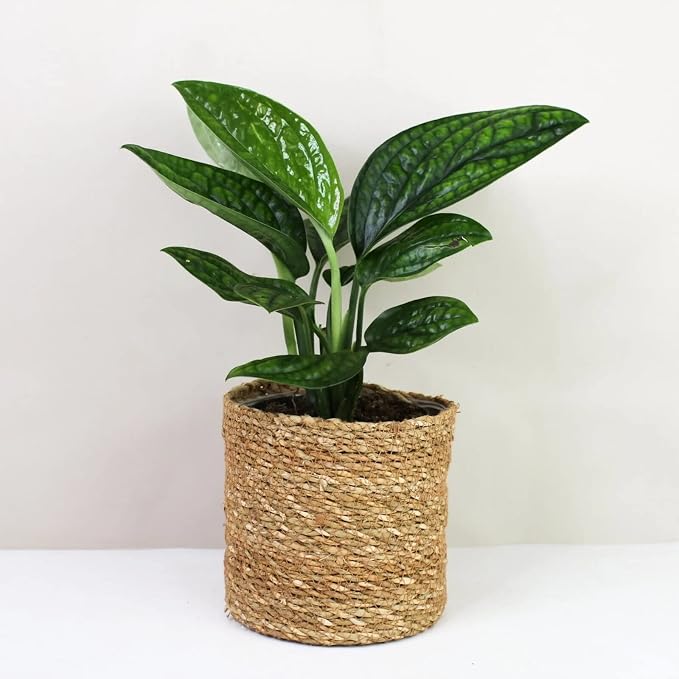 Monstera Karstenianum Soil Mix