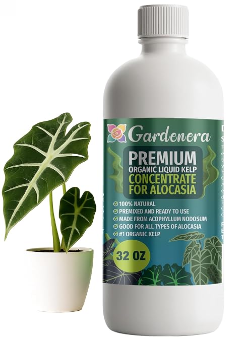 ALOCASIA