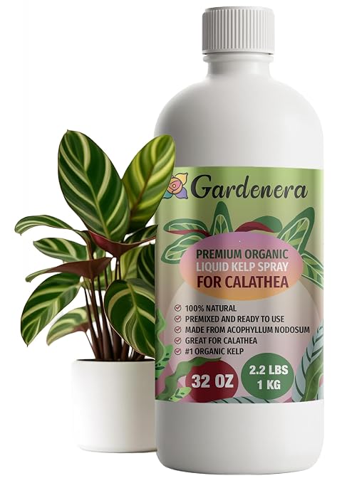 CALATHEA