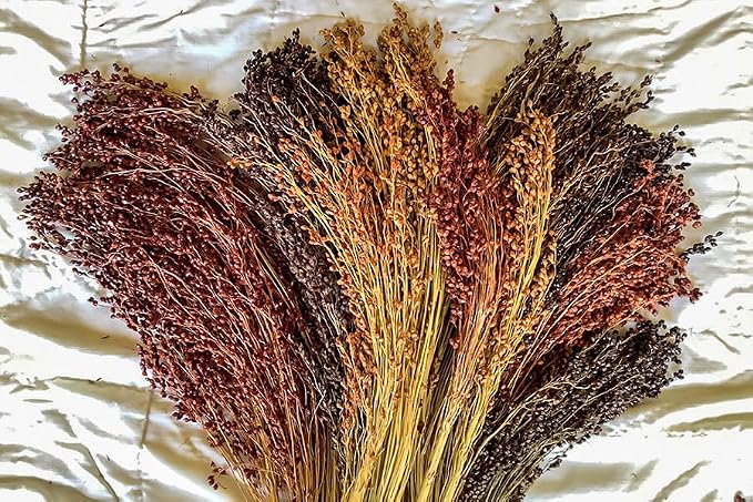 Broom Corn
