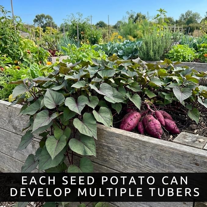 5 Plant Slips