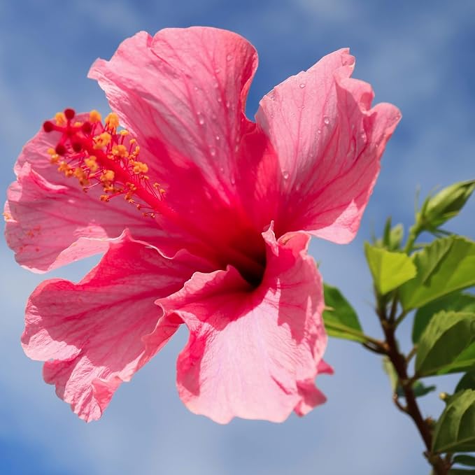 hibiscus-pink
