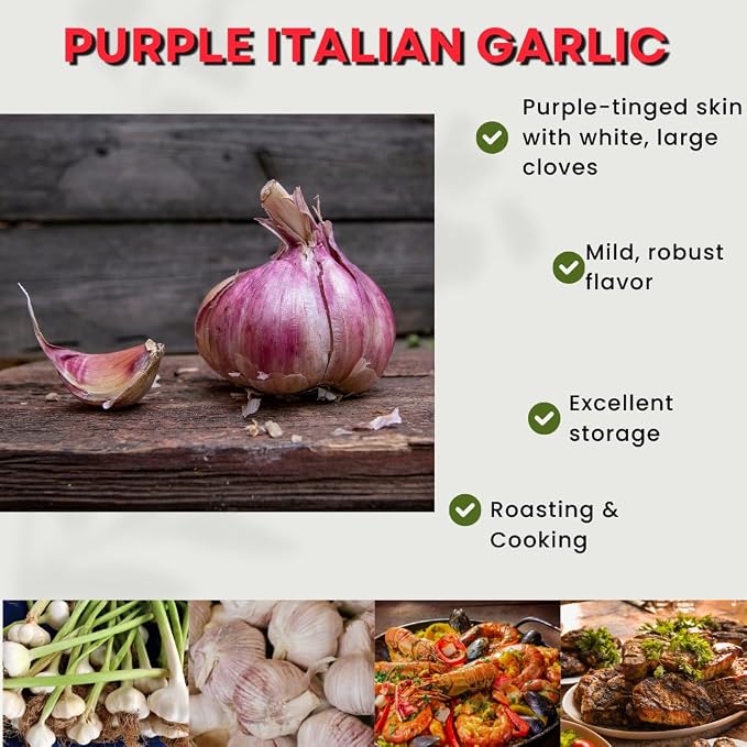 Purple Garlic