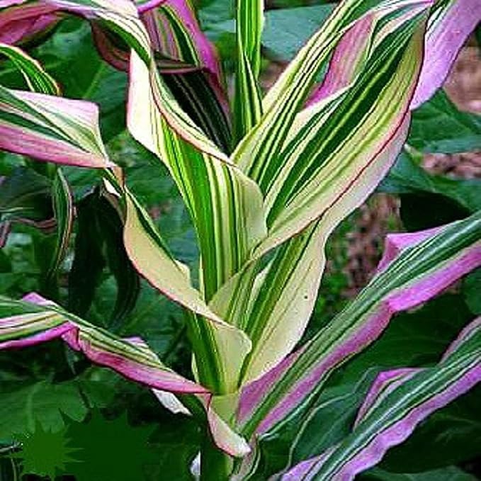 Candy Stripe Corn