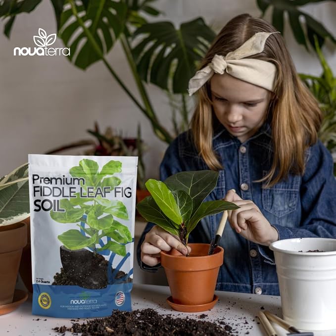 Fiddle Leaf Fig Soil