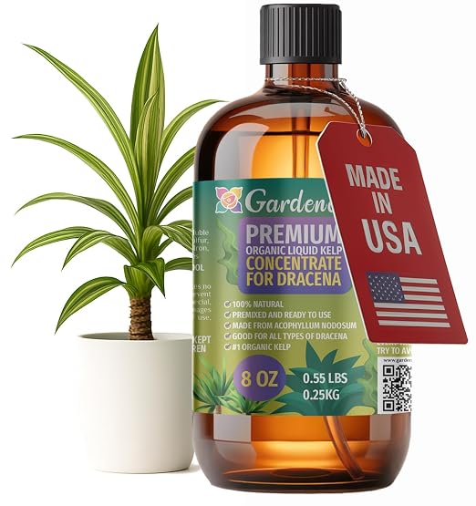DRACAENA