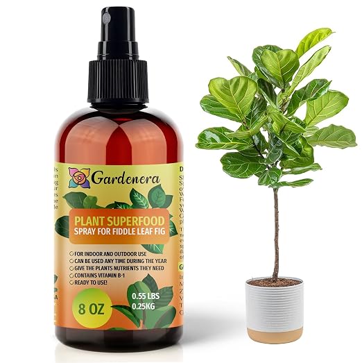 FIDDLE LEAF FIG Plants Superfood
