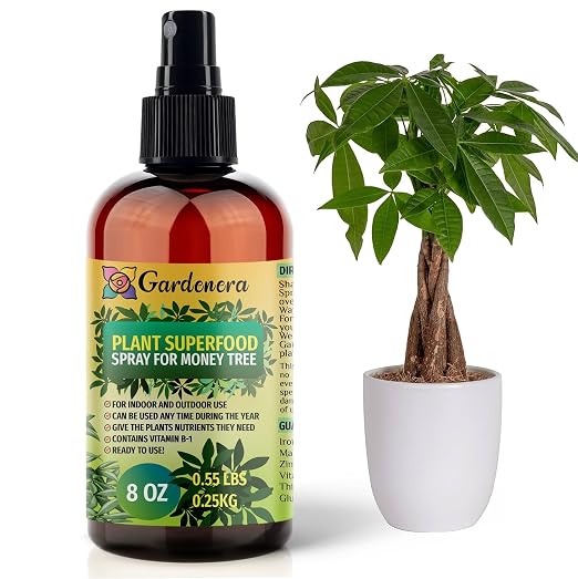 MONEY TREE Plants Superfood