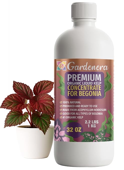 BEGONIA