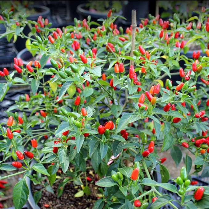 Chiltepin Tepin Bird Pepper