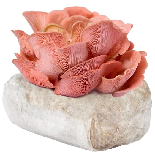 Pink Oyster