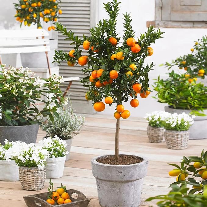 MANDARIN TREE