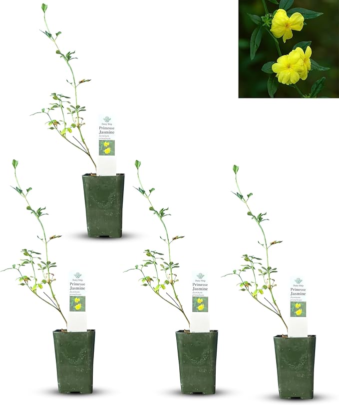 primrose-jasmine