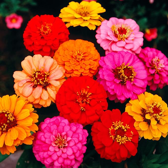 Zinnia Lilliput Mixed Colors Seed Multipack - 7 Pack