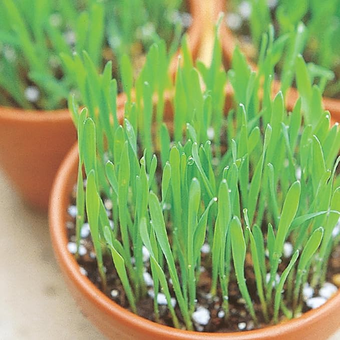 Catgrass Seed Multipack - 7 Pack