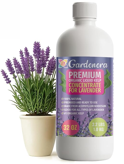 LAVENDER