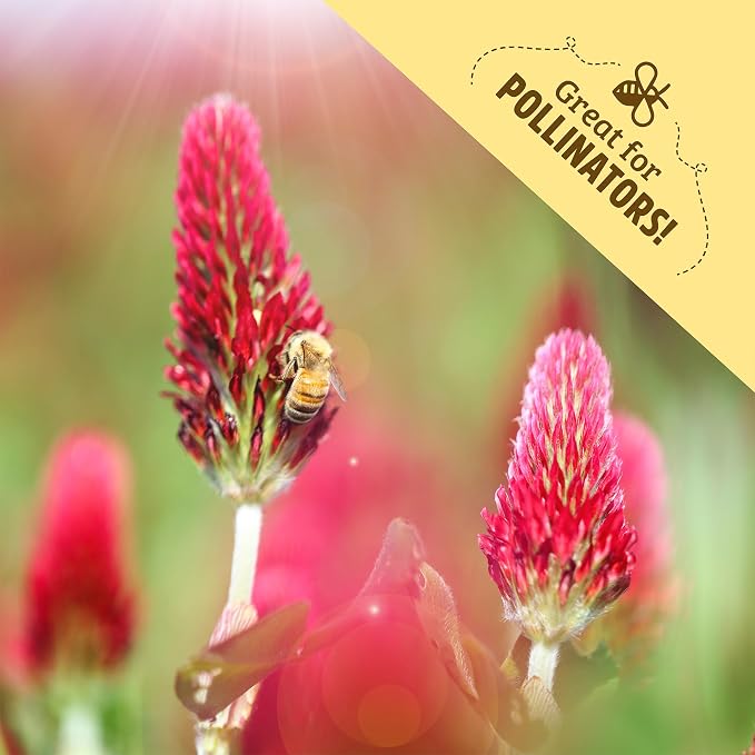 Crimson Clover