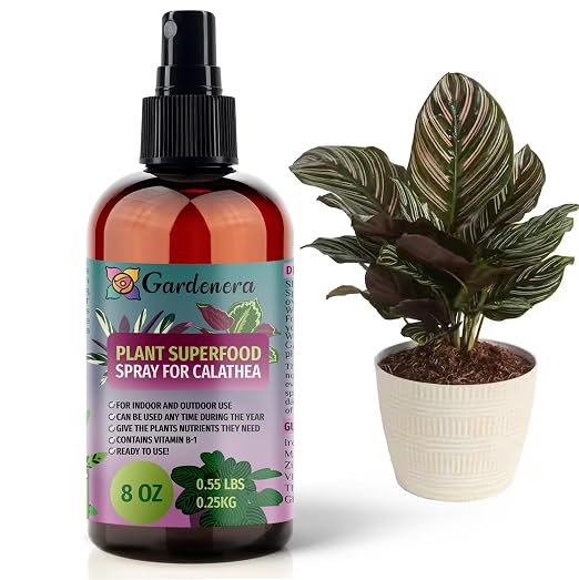 CALATHEA Plants Superfood