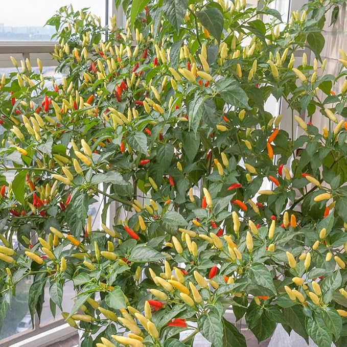 Red White Pepper