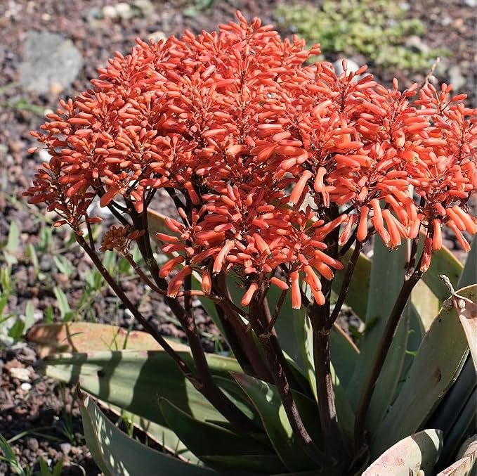 aloe-coral