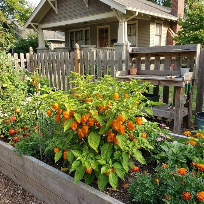 Hot Orange Peppers