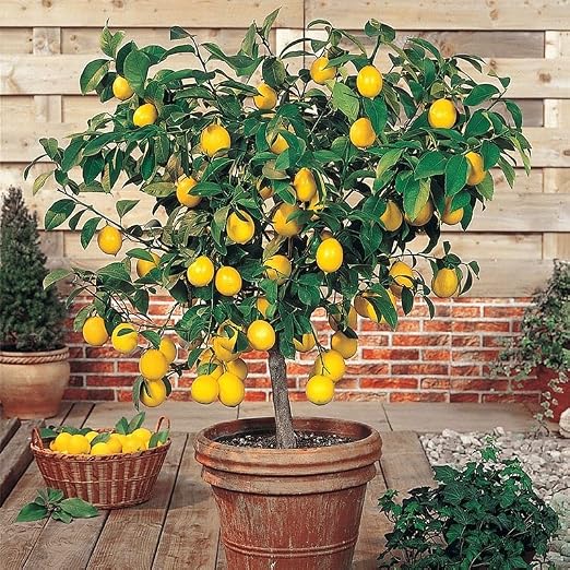 All Citrus Trees
