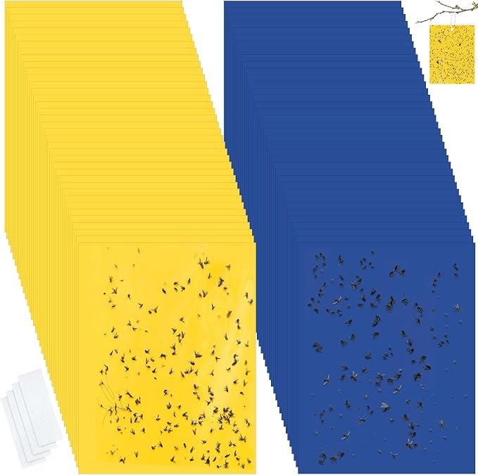 Yellow,Blue