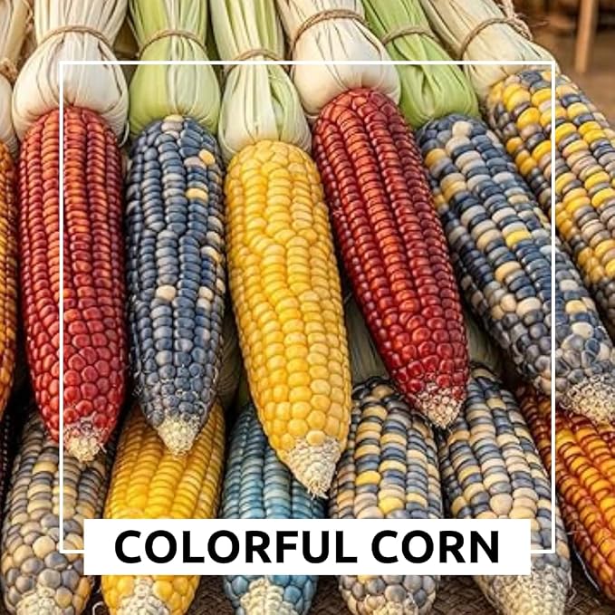Mountain Indian Corn