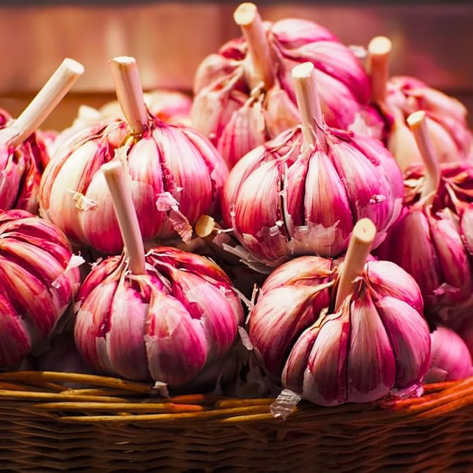 Red Garlic