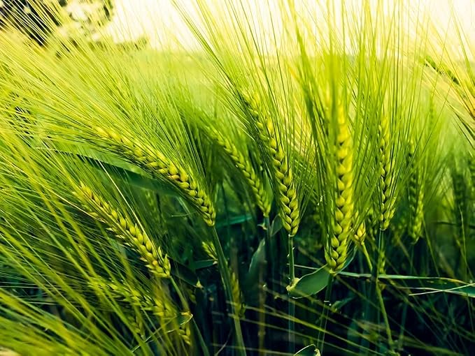 Barley - 8 Oz.