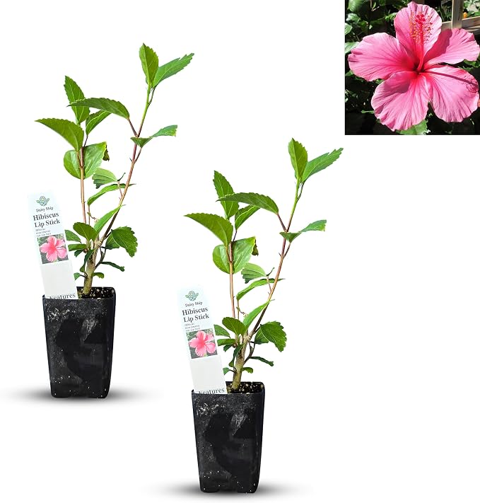 hibiscus-pink