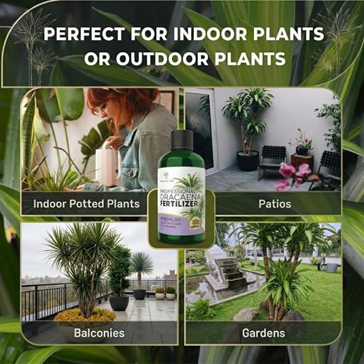 Dracaena