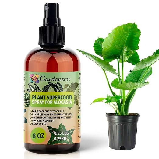 ALOCASIA Plants Superfood