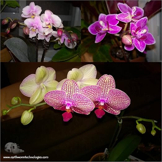 Orchid + Air Plant + Bromeliad Fertilizer