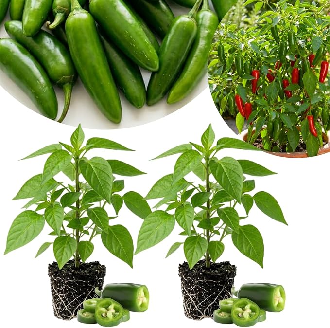 Hot Green Peppers