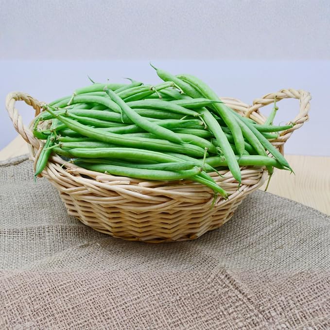 Bush Bean