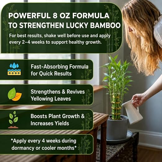Lucky Bamboo
