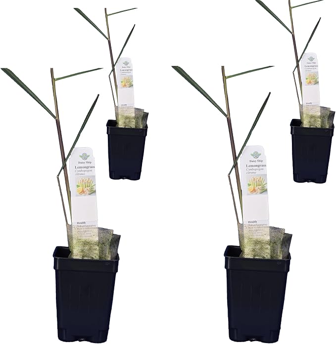 lemongrass