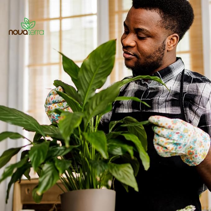 Indoor Plant Soil