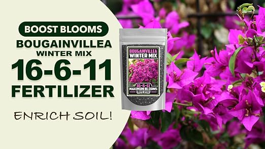 Bougainvillea Winter Mix