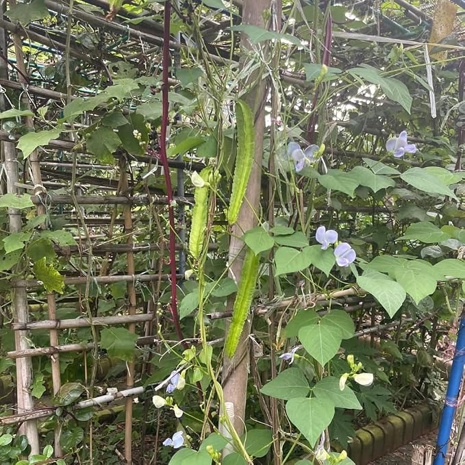 __DEFAULT__