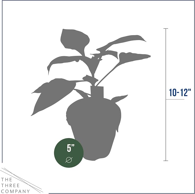 Bell Pepper