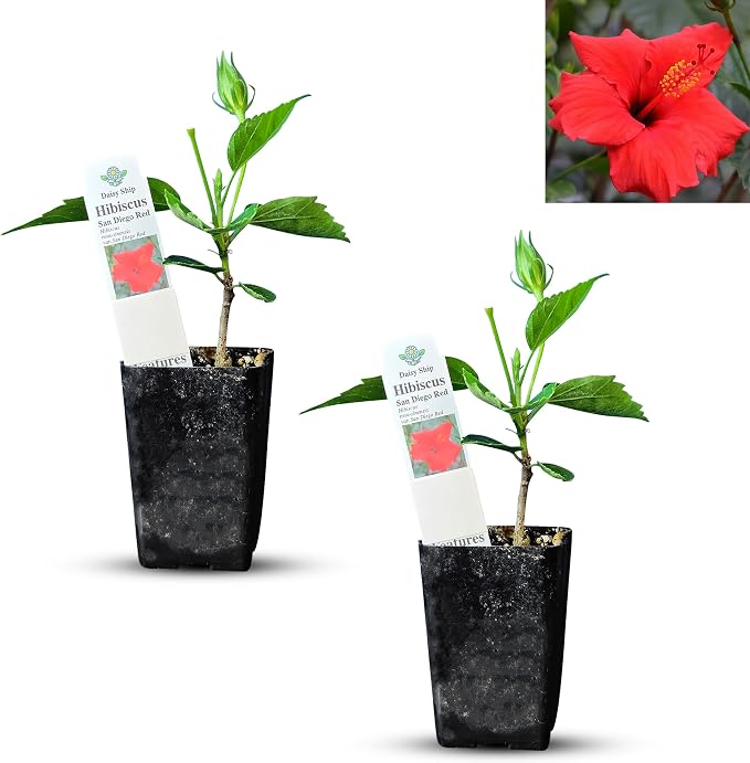 hibiscus-red