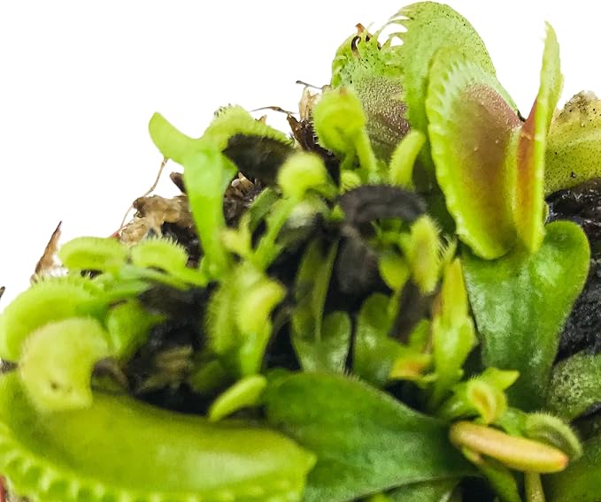 Dente Venus Fly Trap