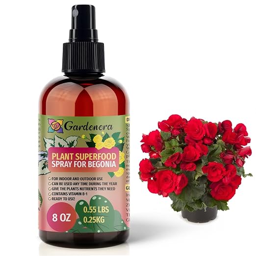 BEGONIA Plants Superfood